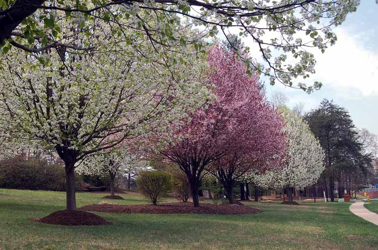 cherry blossom tree